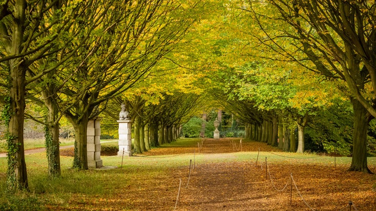 Avenue of chestnut trees in autumn, with green and gold foliage and leaves on the ground